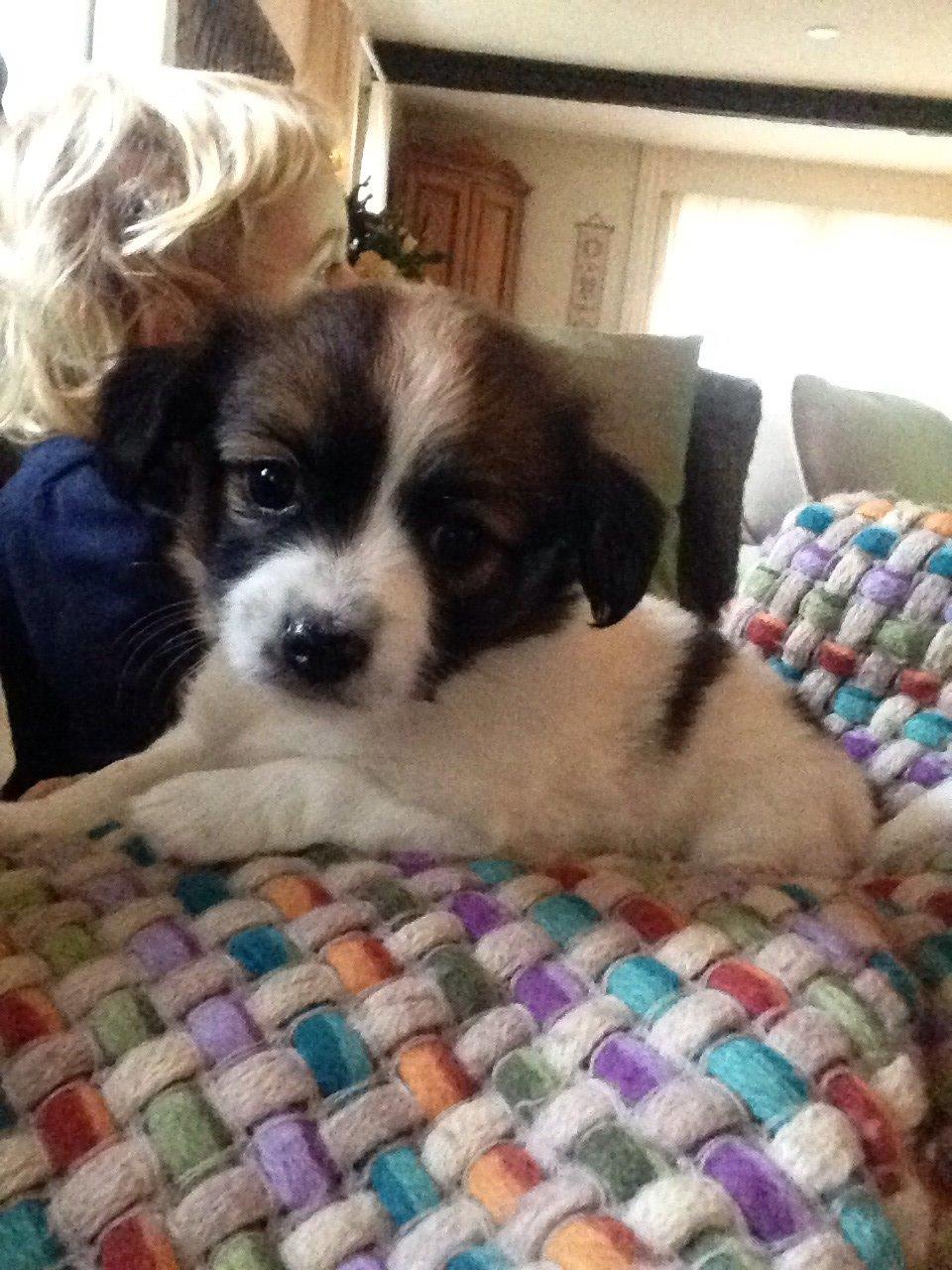 Blanding af racer ***Alba**** billede 1