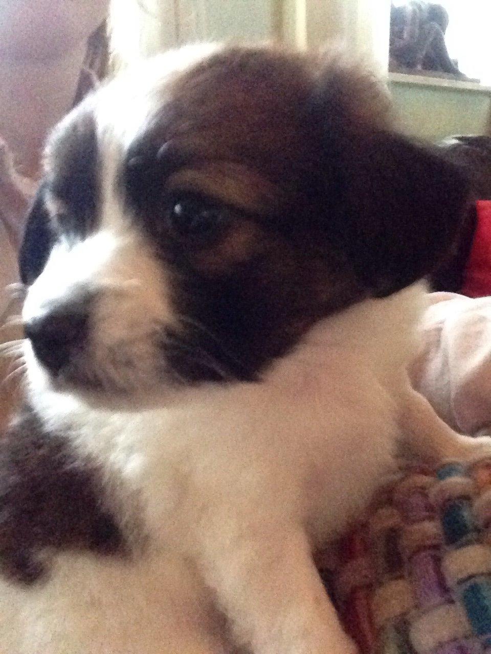 Blanding af racer ***Alba**** billede 6