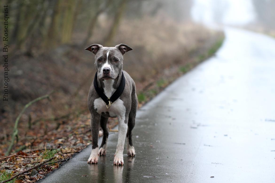 Amerikansk staffordshire terrier Lola - Lola på vores 18 km lande cykeltur :)  billede 14