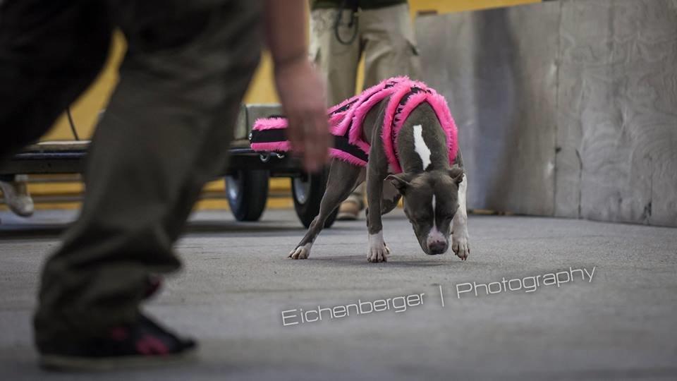 Amerikansk staffordshire terrier Lola billede 7