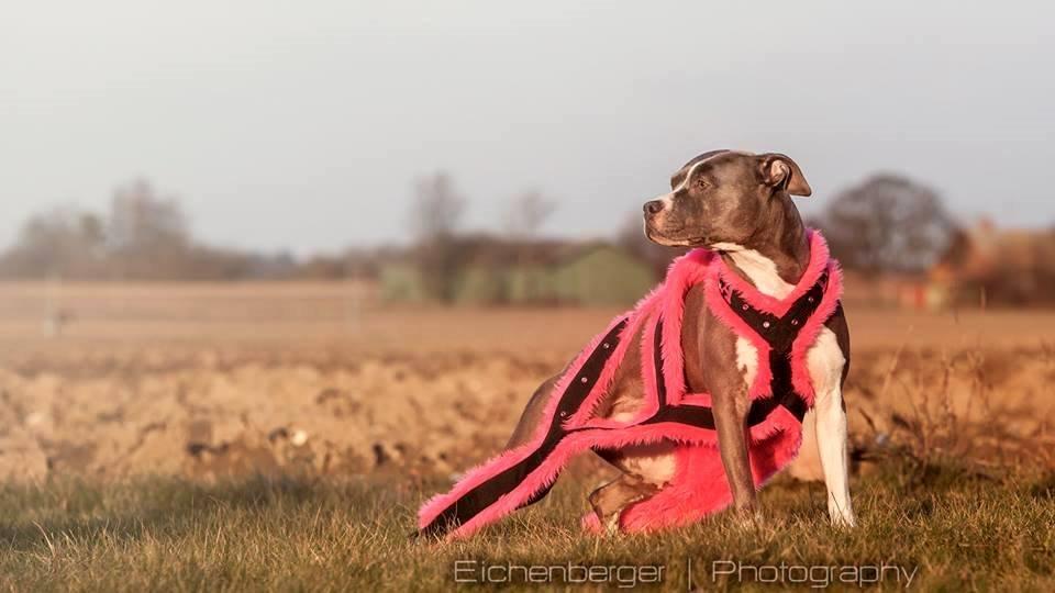 Amerikansk staffordshire terrier Lola billede 32