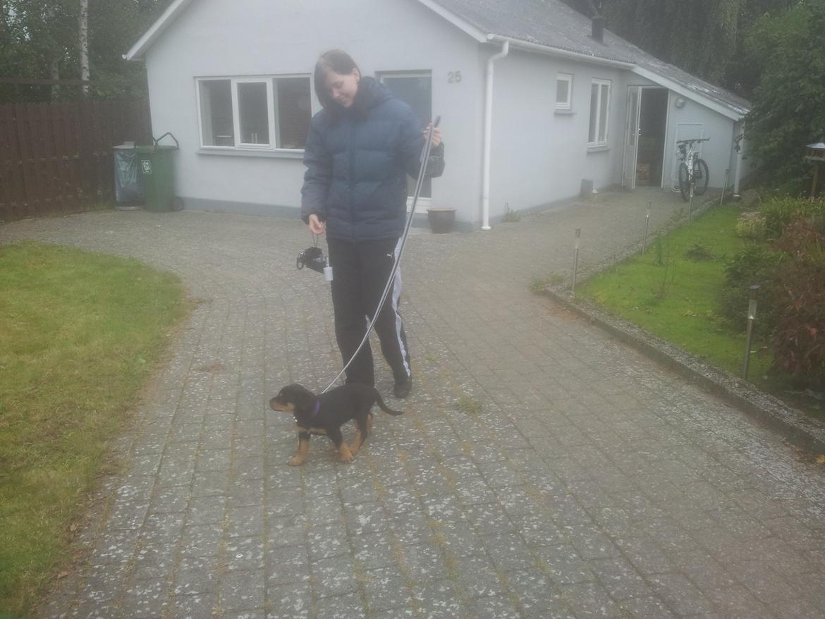 Rottweiler Stella - Mindi's Stella Af Aidt billede 21