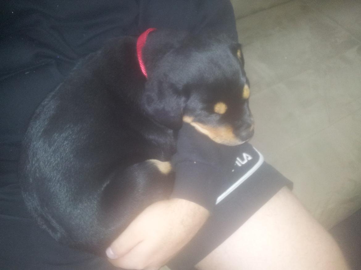 Rottweiler Stella - Mindi's Stella Af Aidt billede 23