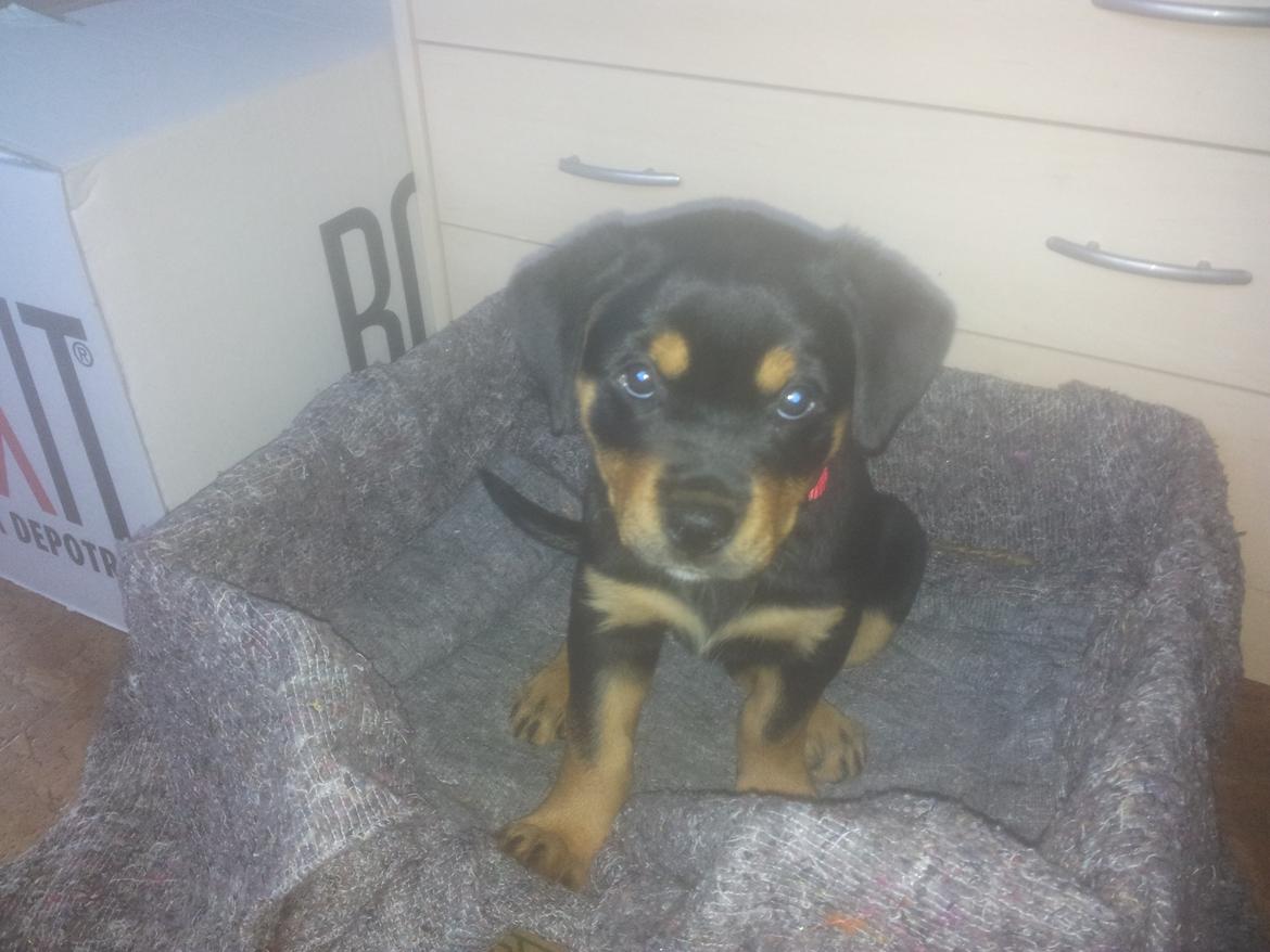 Rottweiler Stella - Mindi's Stella Af Aidt billede 22