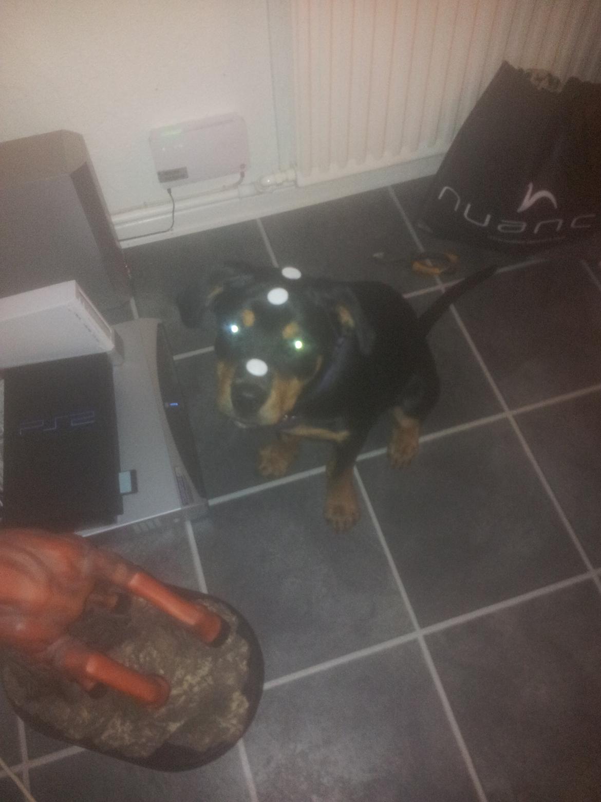 Rottweiler Stella - Mindi's Stella Af Aidt - Far driller.. billede 25