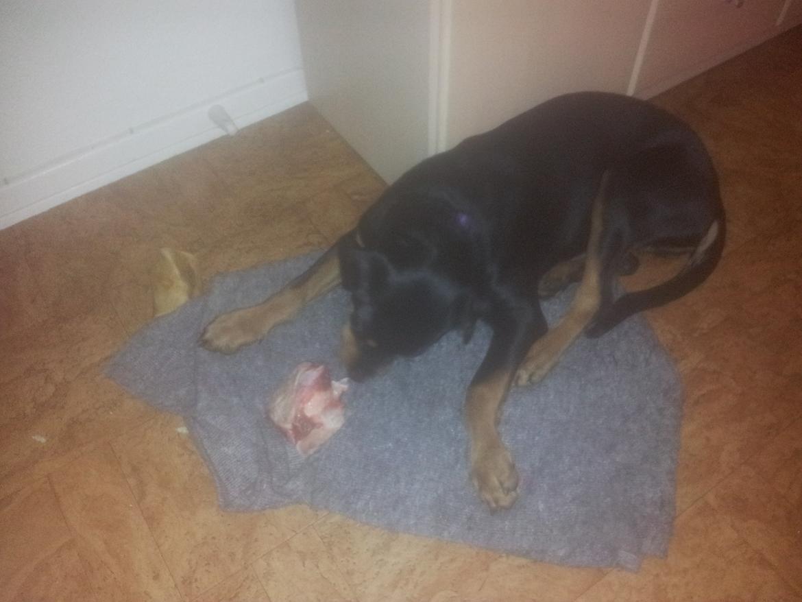 Rottweiler Stella - Mindi's Stella Af Aidt - Lækkert med lidt råt! billede 26