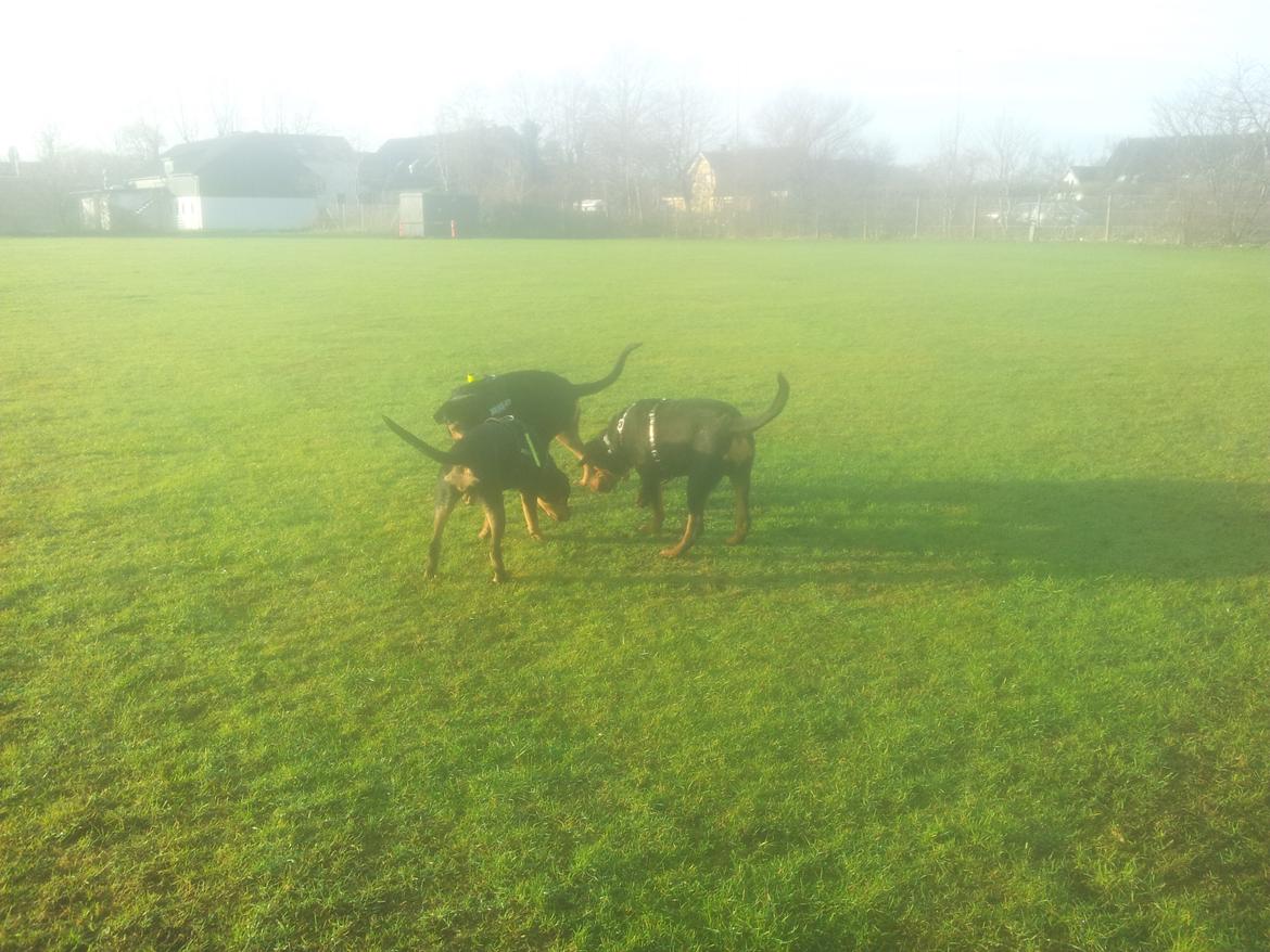 Rottweiler Stella - Mindi's Stella Af Aidt - Leger med mine 2 Brødre billede 27