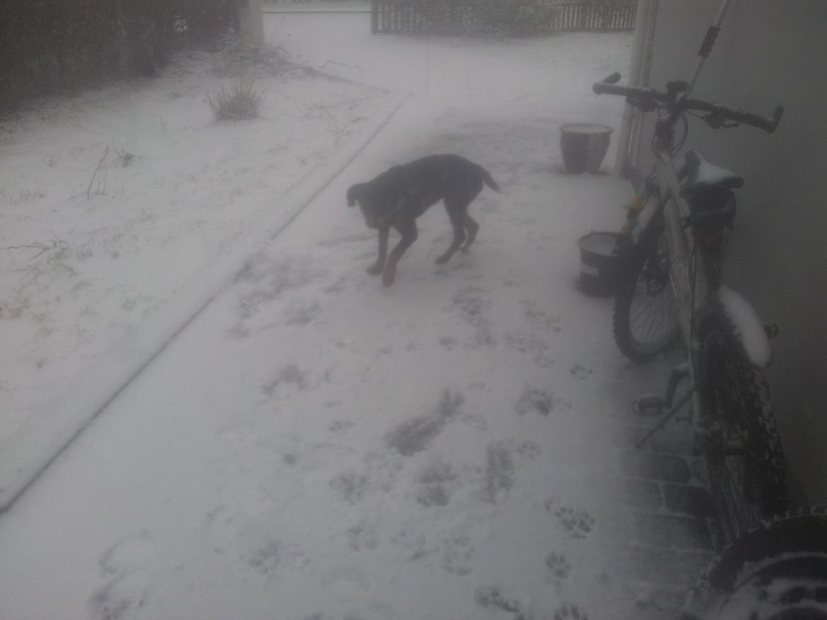 Rottweiler Stella - Mindi's Stella Af Aidt - Min første gang i sneen billede 28
