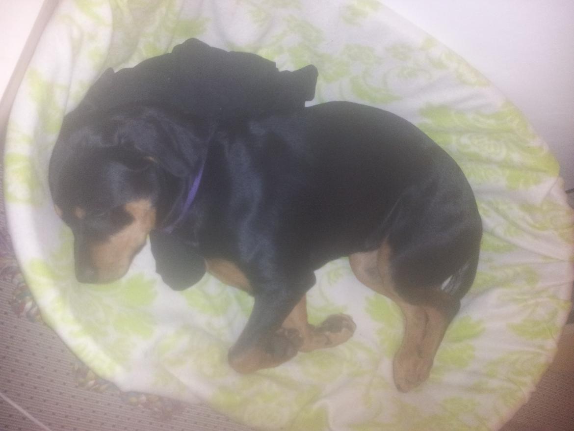 Rottweiler Stella - Mindi's Stella Af Aidt - gå væk jeg ligger lige og sover billede 29