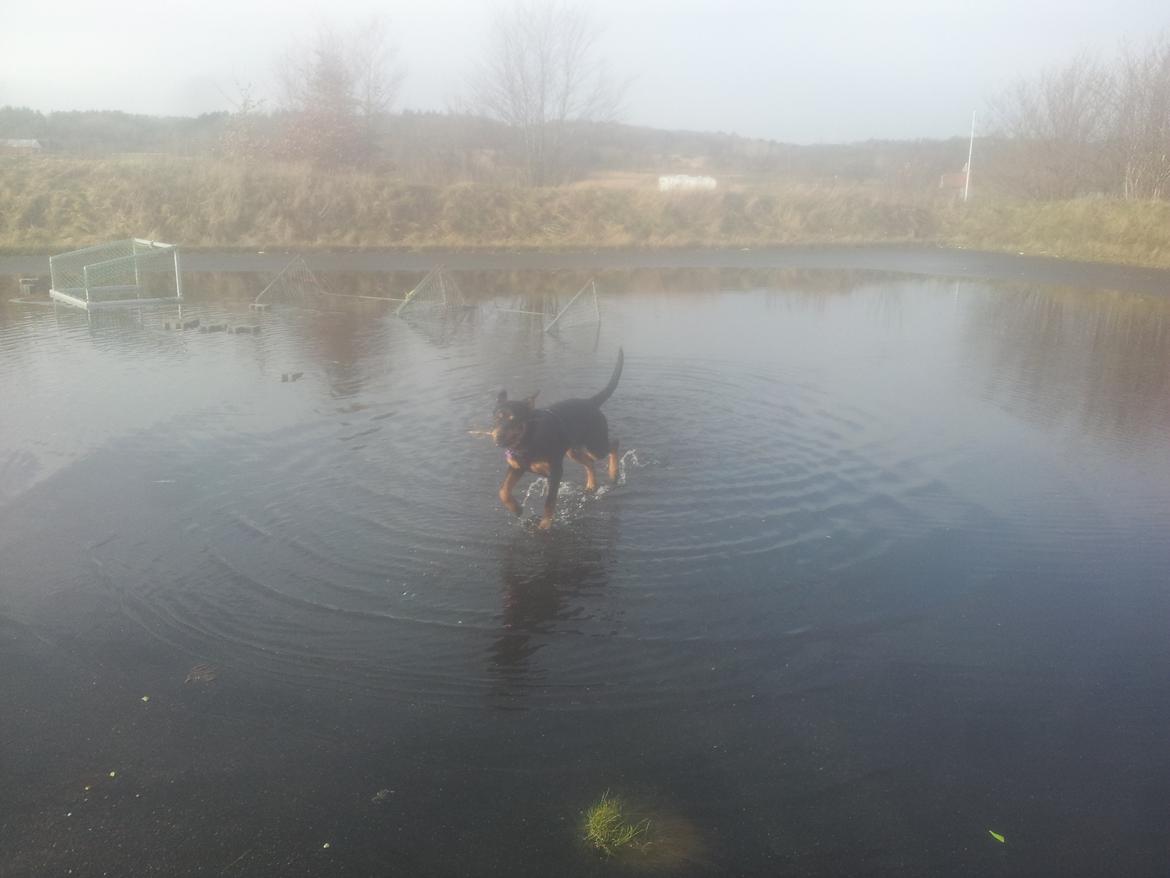 Rottweiler Stella - Mindi's Stella Af Aidt - Det er bare så sjovt med alt det vand billede 30