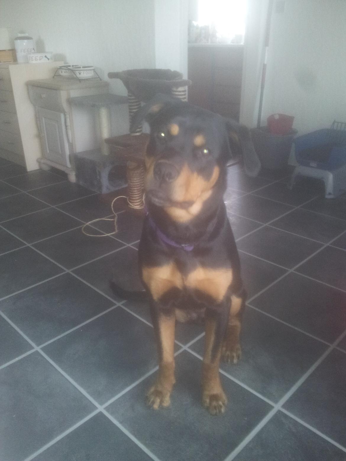 Rottweiler Stella - Mindi's Stella Af Aidt - Er det mig du snakker til? billede 31