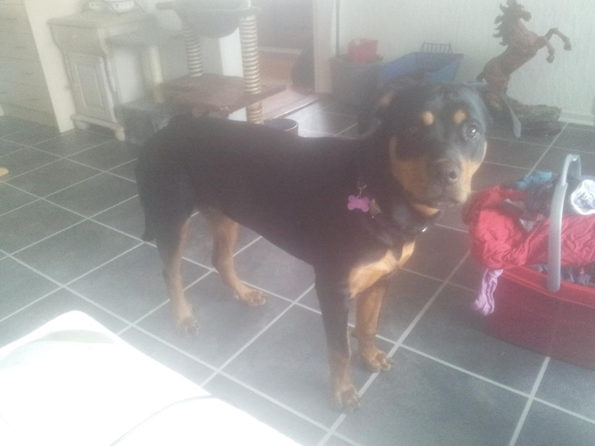 Rottweiler Stella - Mindi's Stella Af Aidt billede 32