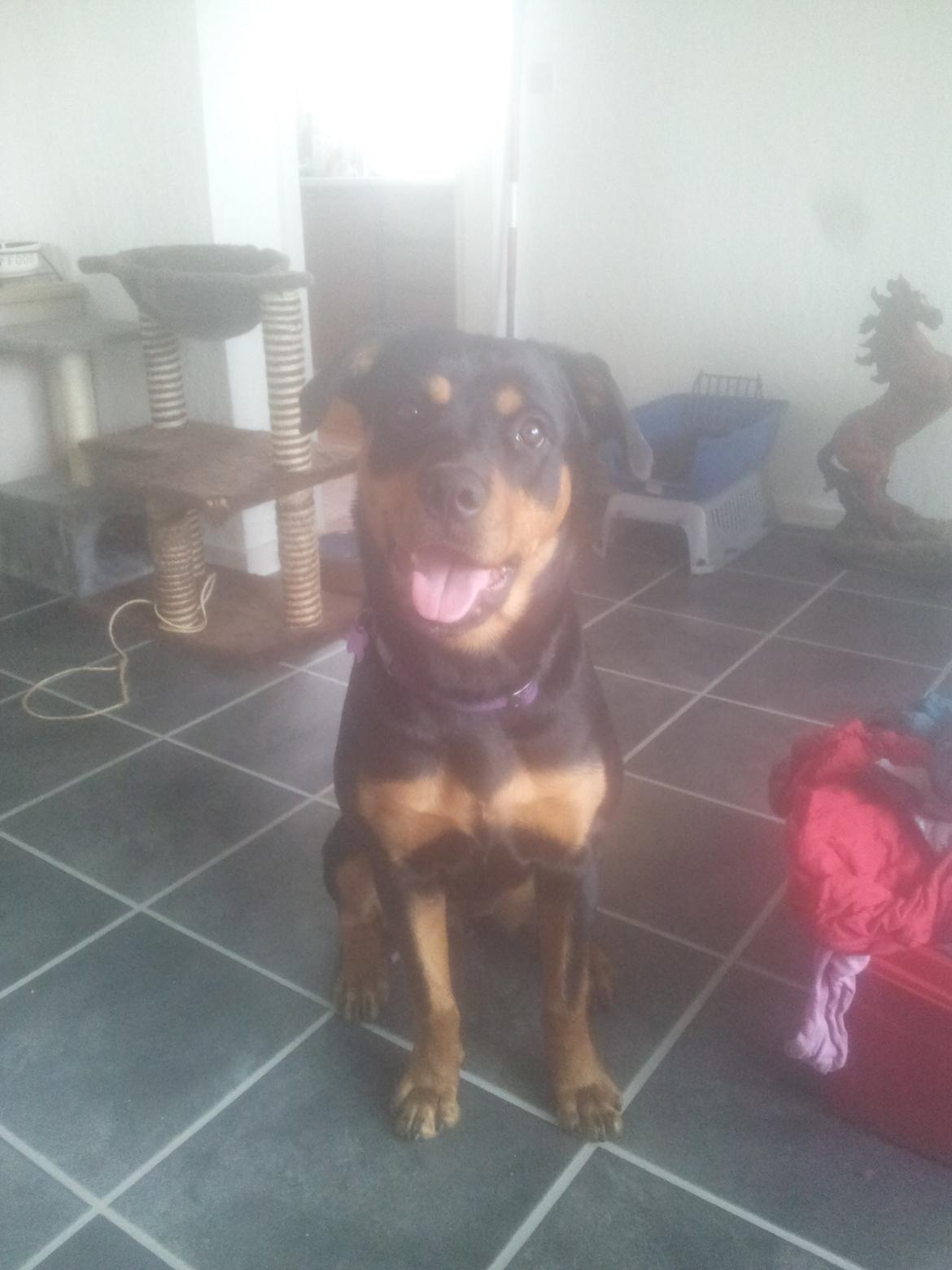 Rottweiler Stella - Mindi's Stella Af Aidt billede 33