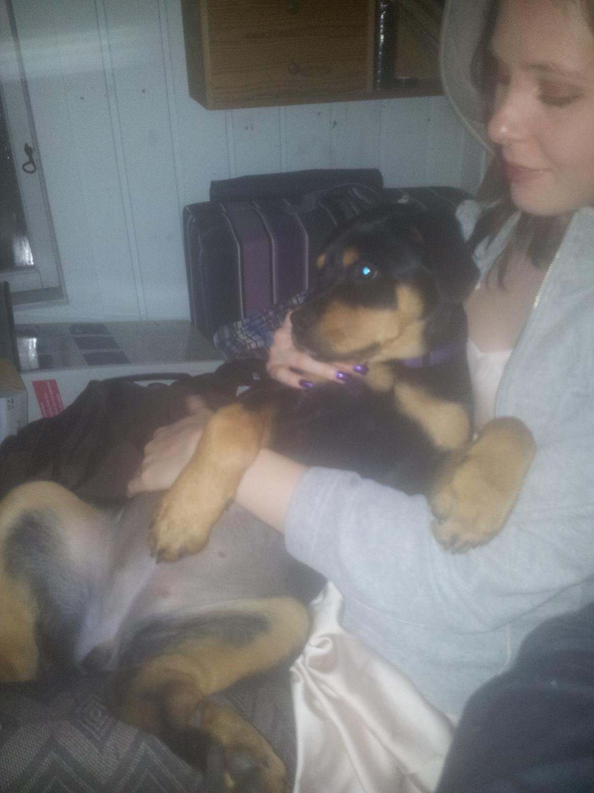 Rottweiler Stella - Mindi's Stella Af Aidt - Sidder lige og putter ved mor billede 24