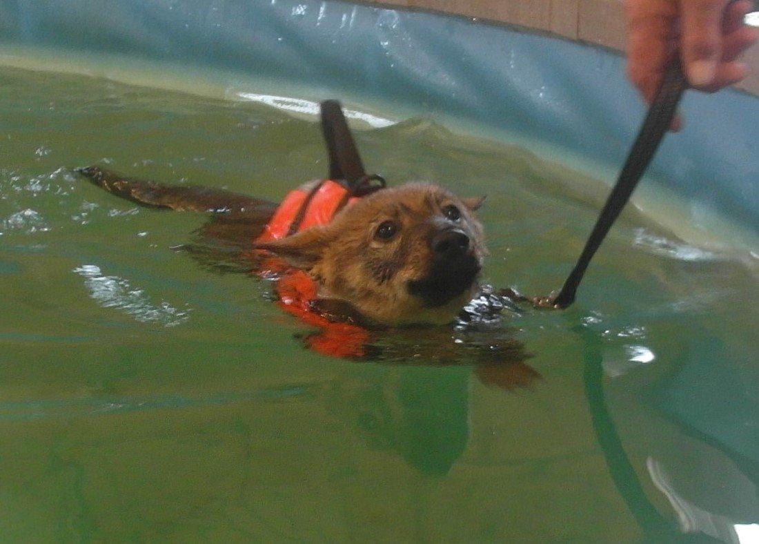 Västgötaspids Yuki <3 <3 (Clasus Miller). - Yukis første gang til svømning. 6 marts 2014 billede 11