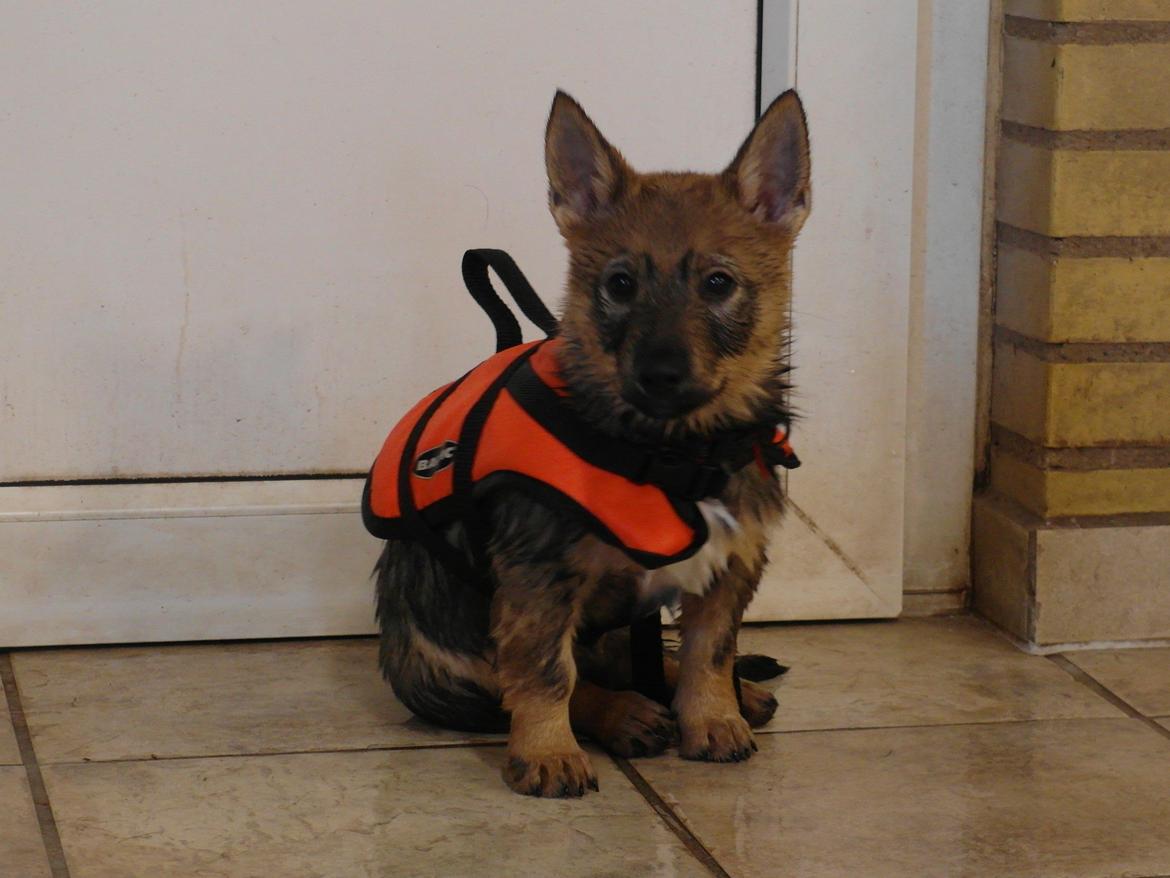 Västgötaspids Yuki <3 <3 (Clasus Miller). - Yuki holder pause :) 6 marts 2014 billede 20