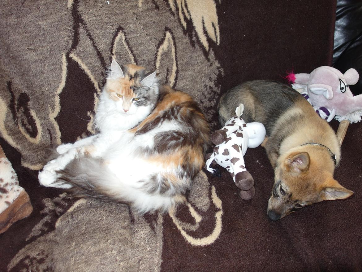 Västgötaspids Yuki <3 <3 (Clasus Miller). - Eliana og yuki sover sammen <3 6 marts 2014 billede 32