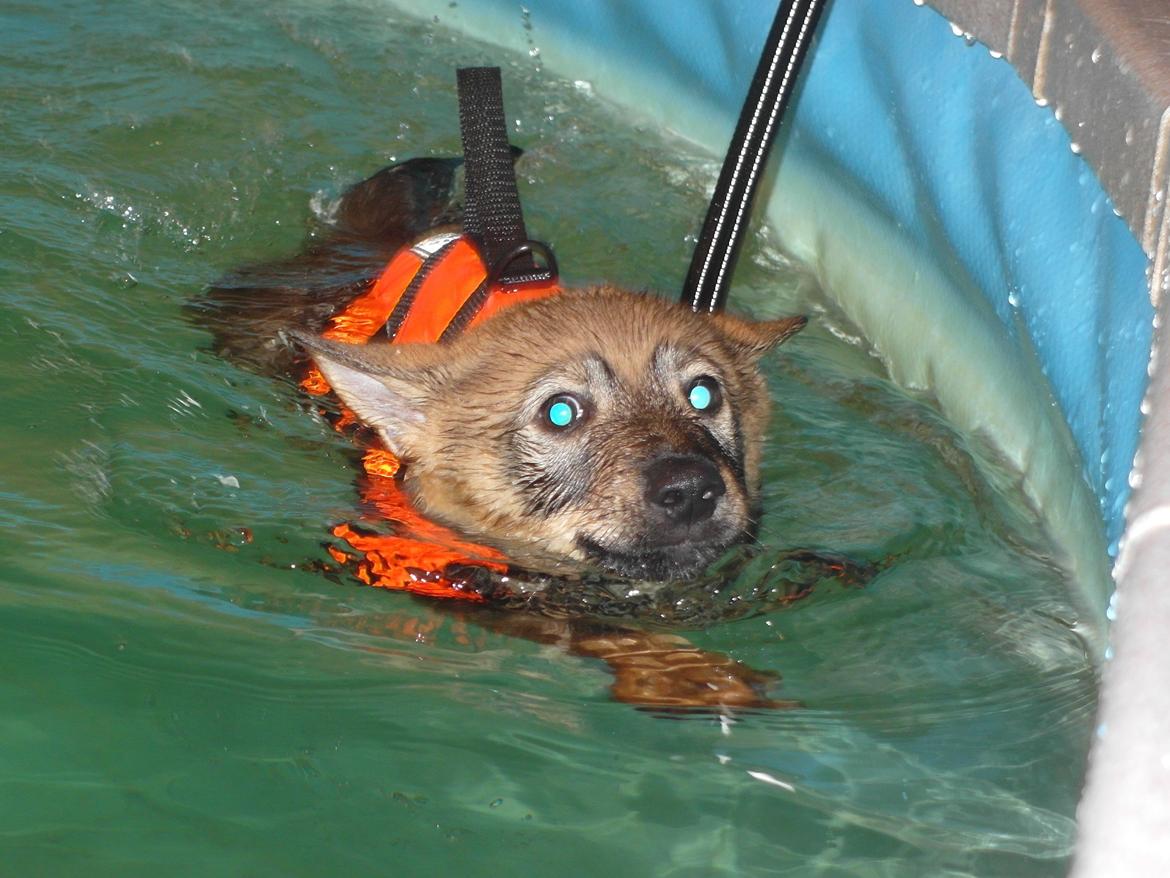 Västgötaspids Yuki <3 <3 (Clasus Miller). - Yukis første gang til svømning. 6 marts 2014 billede 25