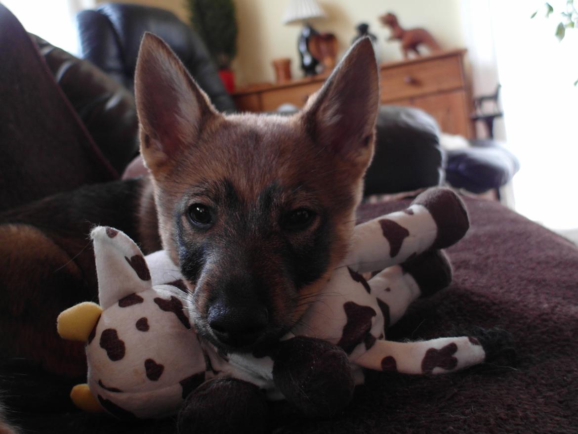 Västgötaspids Yuki <3 <3 (Clasus Miller). - 6 marts 2014 billede 36