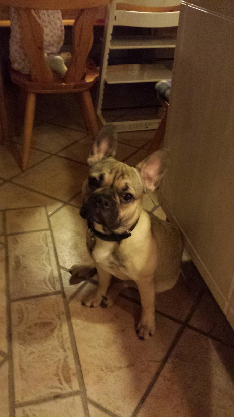 Fransk bulldog Remy - 1. billede af Remy da han kom hjem billede 1