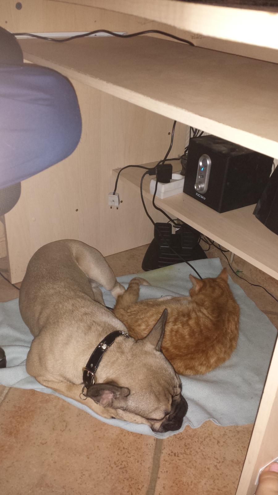 Fransk bulldog Remy - Har fundet en god ven :) billede 3