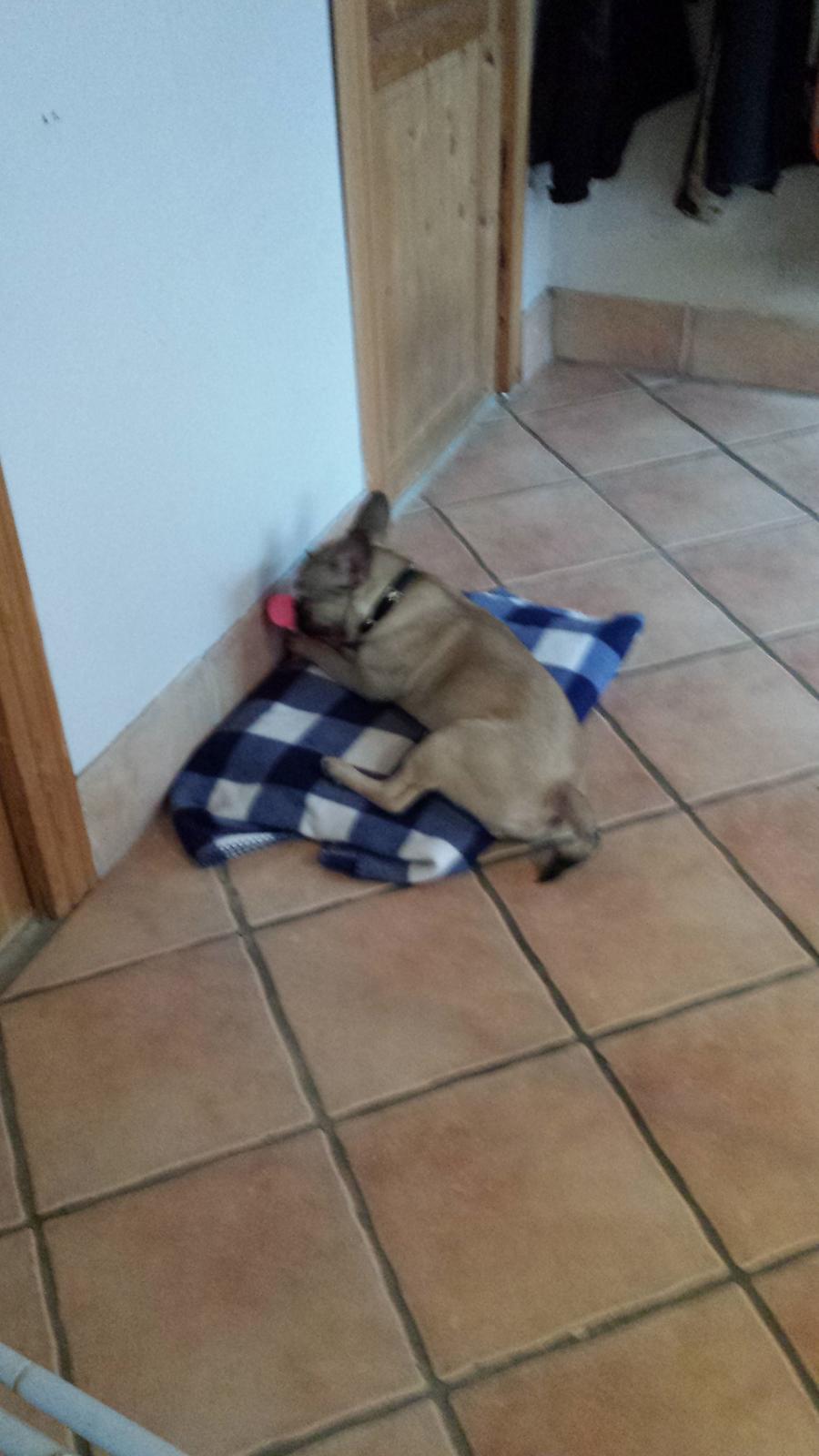 Fransk bulldog Remy billede 2