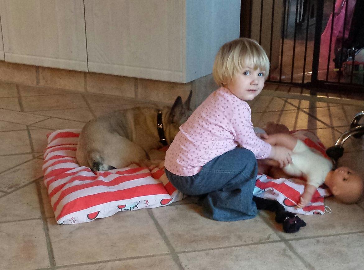 Fransk bulldog Remy - Leger rigtig godt sammen med Nathalie billede 4