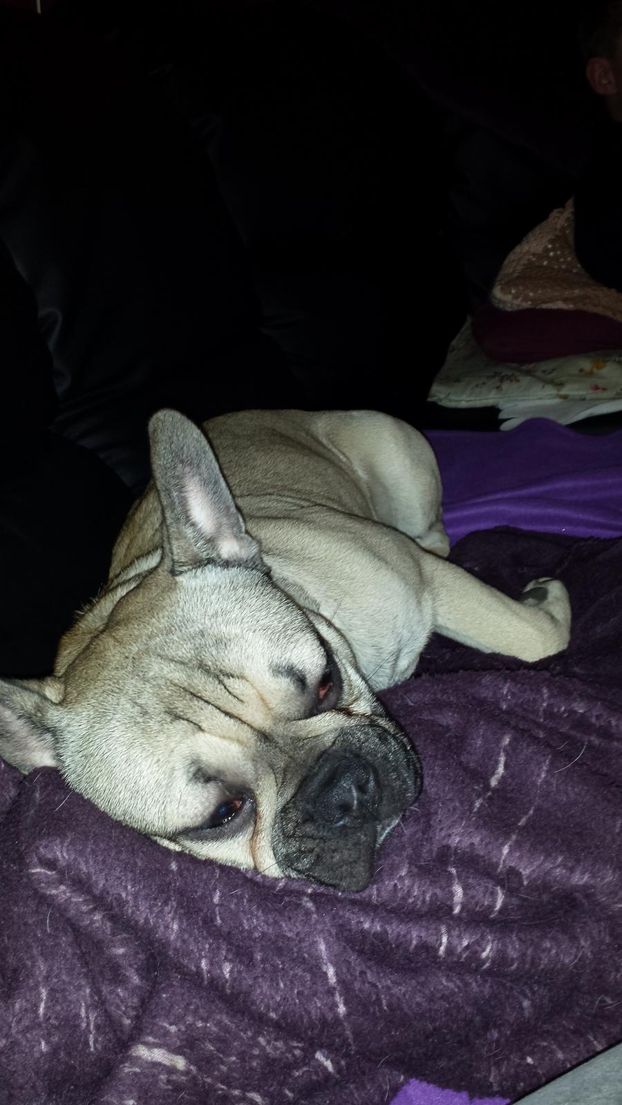 Fransk bulldog Remy - Hårdt at være på ferie nede ved mormor ;) billede 7