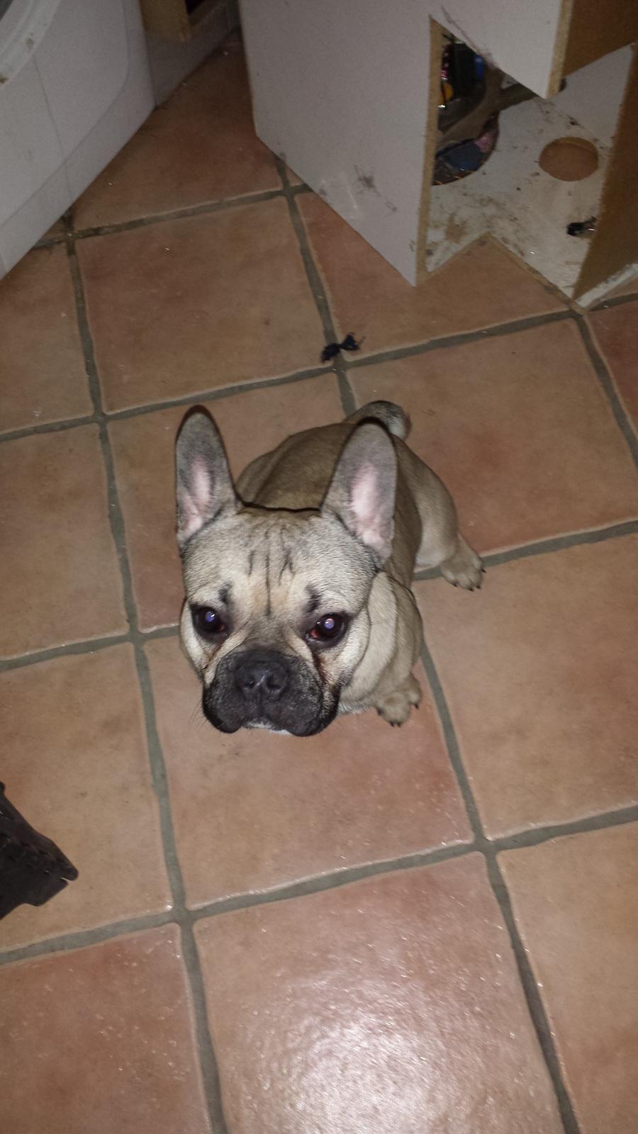 Fransk bulldog Remy billede 8