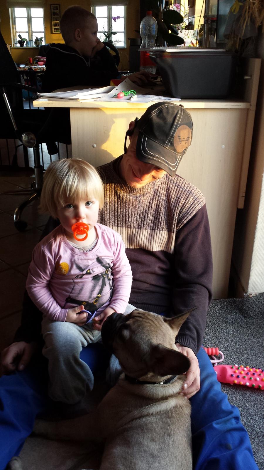 Fransk bulldog Remy billede 6