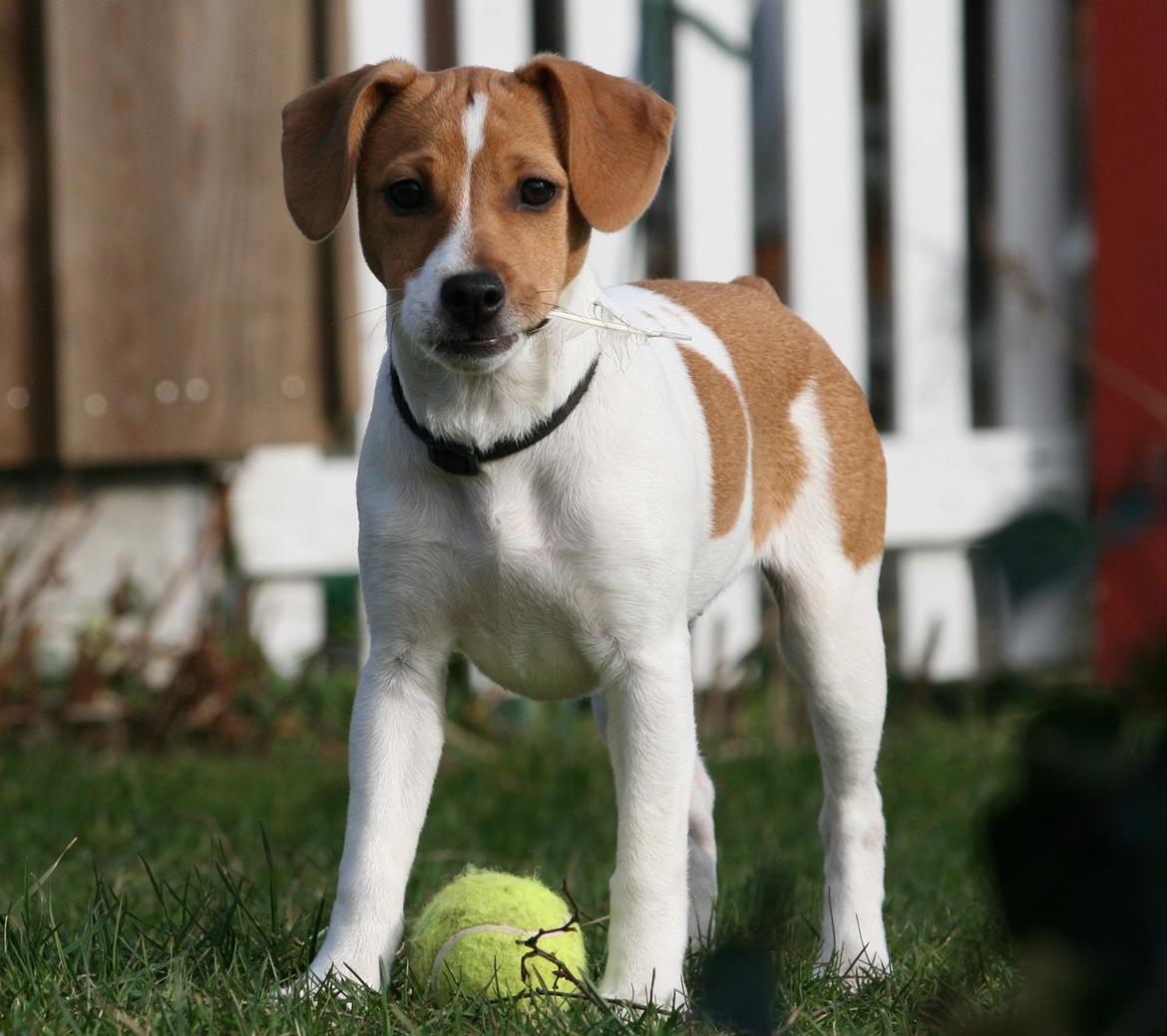 Dansk svensk gaardhund Sørøver Zallie - Pind i munden og bold på græsset. billede 12