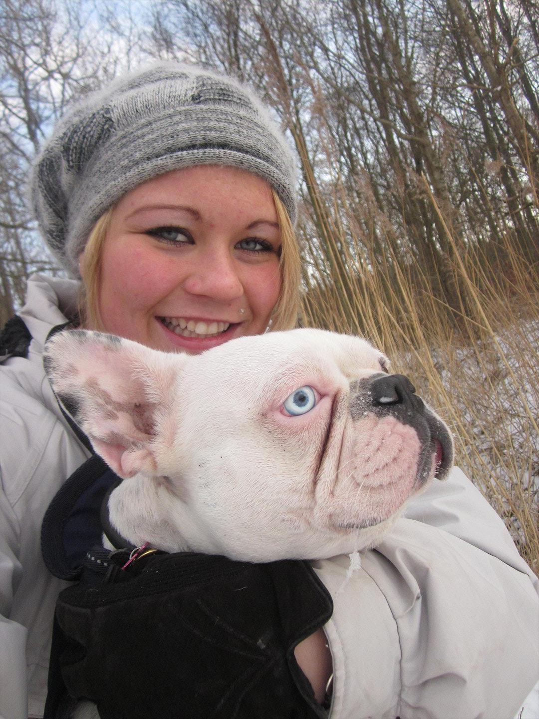 Fransk bulldog Fru Ludvig billede 4