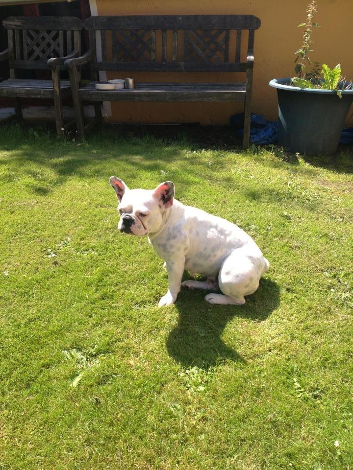 Fransk bulldog Fru Ludvig billede 10