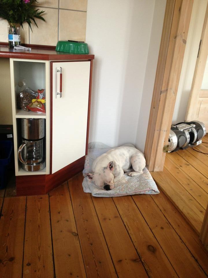 Fransk bulldog Fru Ludvig billede 11