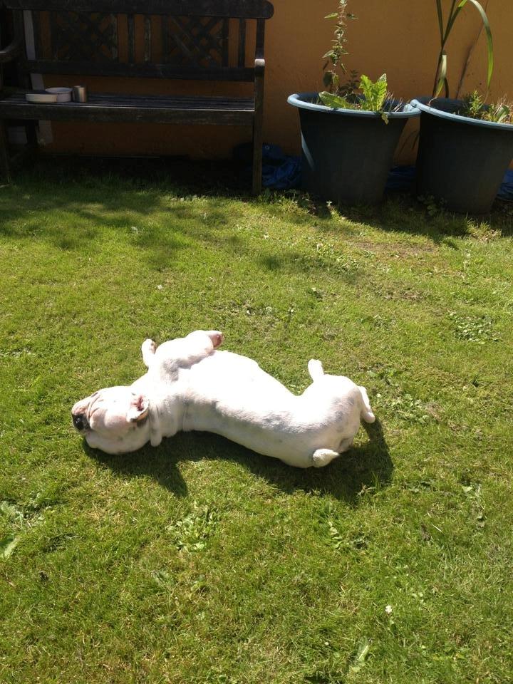 Fransk bulldog Fru Ludvig billede 12