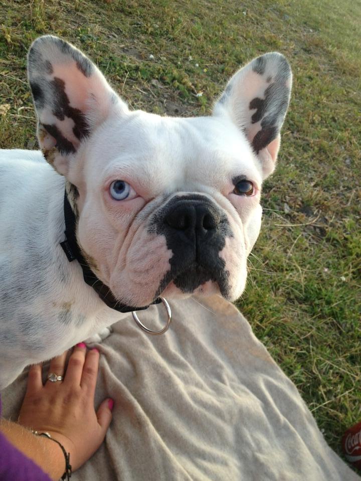 Fransk bulldog Fru Ludvig billede 2