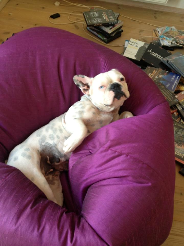 Fransk bulldog Fru Ludvig billede 3