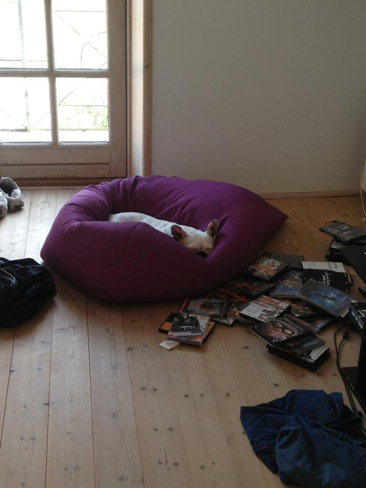 Fransk bulldog Fru Ludvig billede 14