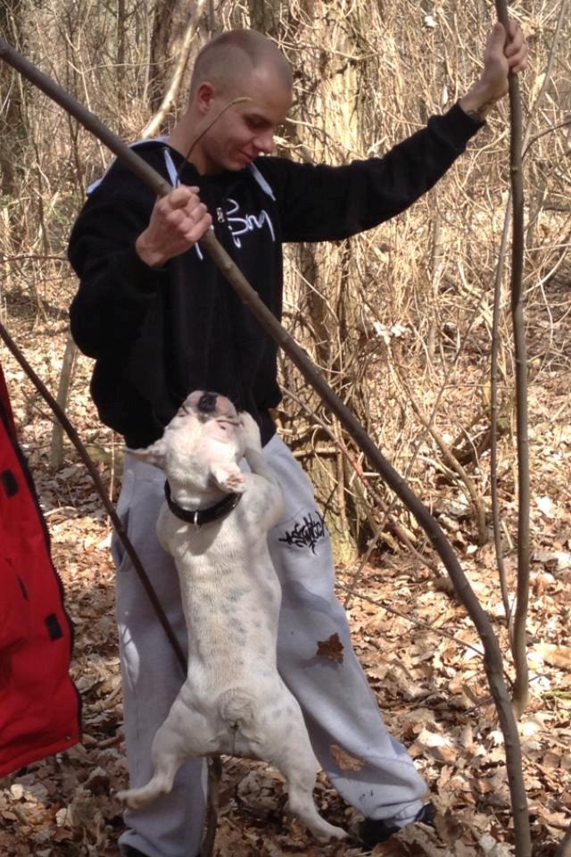 Fransk bulldog Fru Ludvig billede 16