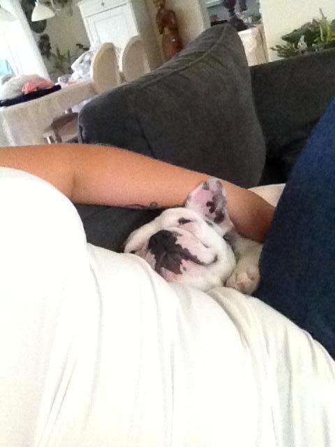 Fransk bulldog Fru Ludvig billede 18