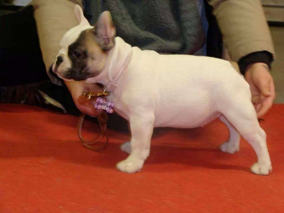 Fransk bulldog Bullystyle's Miss Personality - Pursie til første ringtræning. billede 3