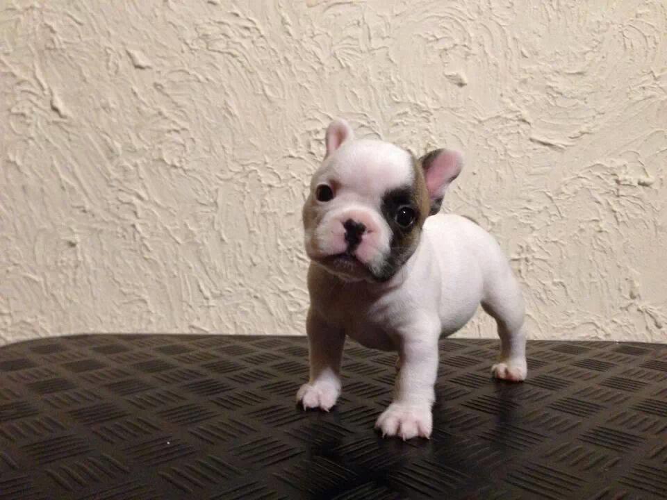 Fransk bulldog Bullystyle's Miss Personality - Pursie 5 uger (Hos opdrætter) billede 5