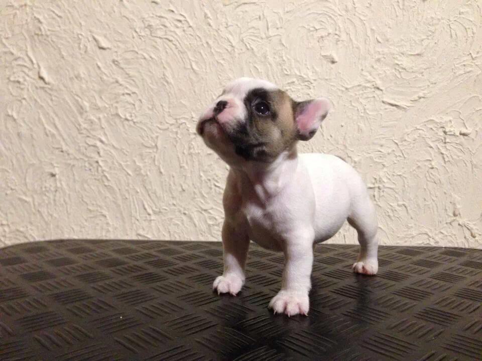 Fransk bulldog Bullystyle's Miss Personality - Pursie 5 uger (Hos opdrætter) billede 7