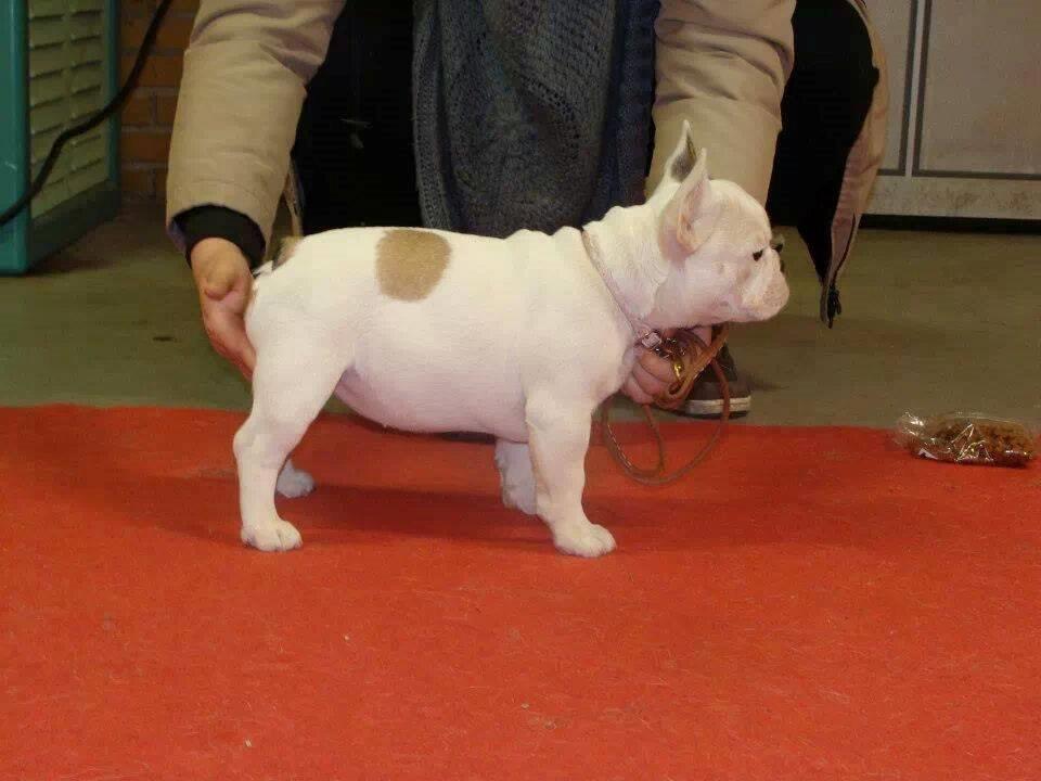 Fransk bulldog Bullystyle's Miss Personality - Opstillet første gang. billede 8