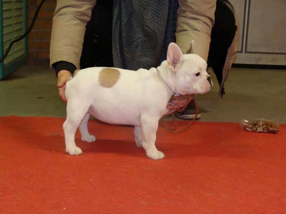 Fransk bulldog Bullystyle's Miss Personality - Smukke. billede 9