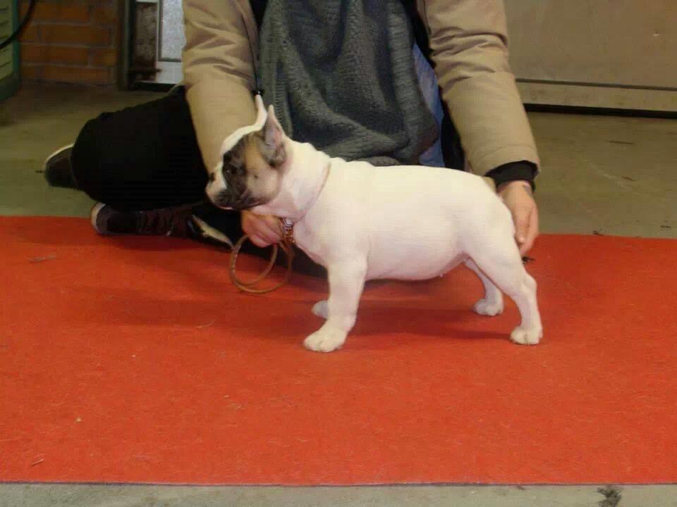 Fransk bulldog Bullystyle's Miss Personality - Ringtræning. billede 12