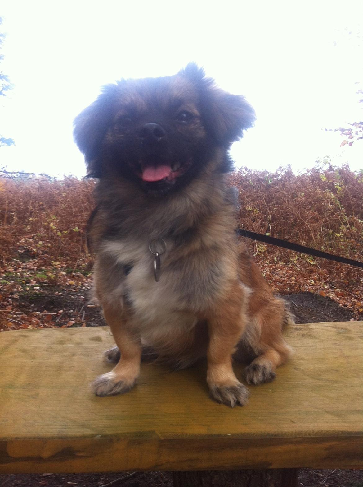 Blanding af racer Milo billede 1