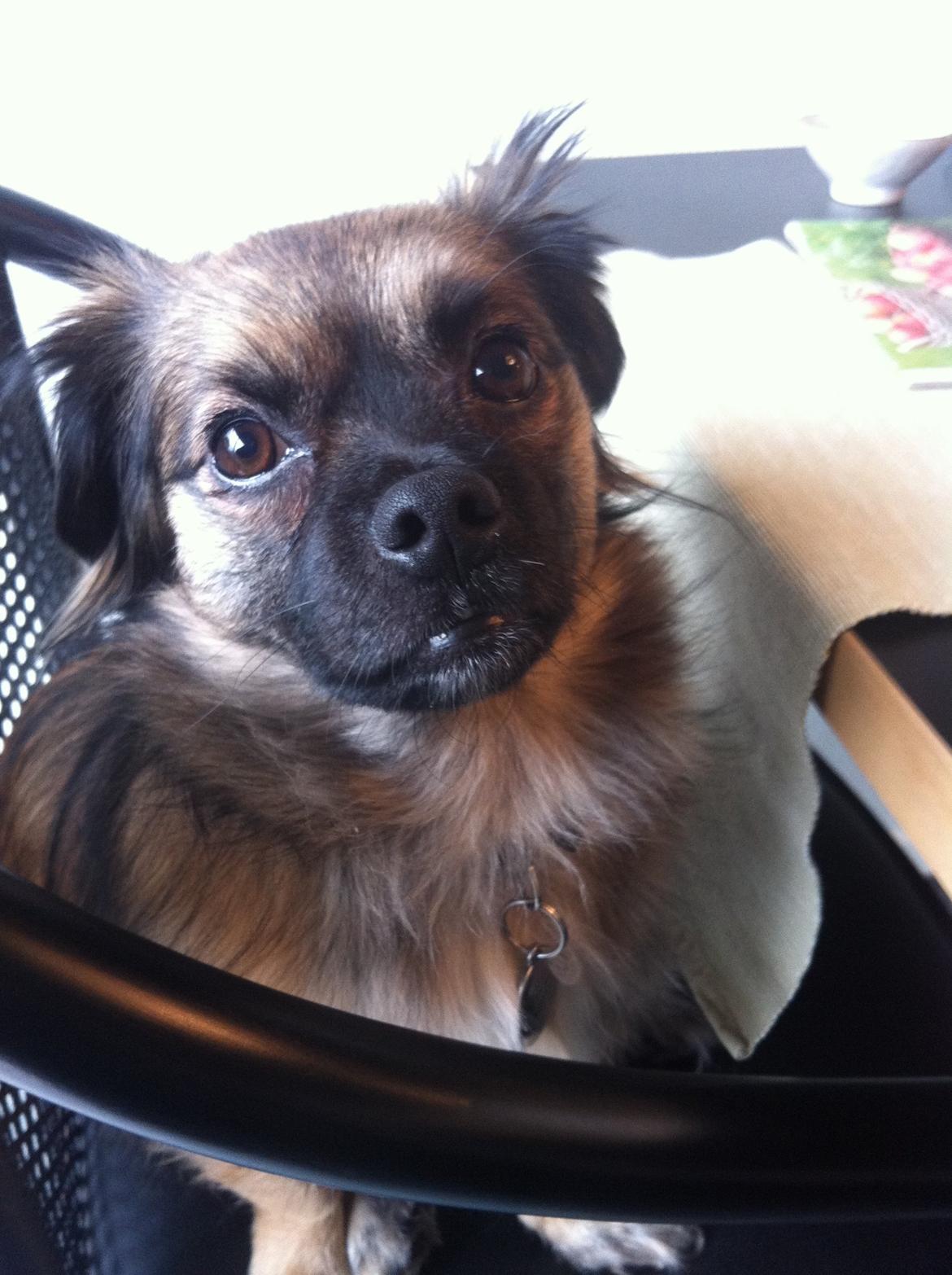 Blanding af racer Milo billede 5