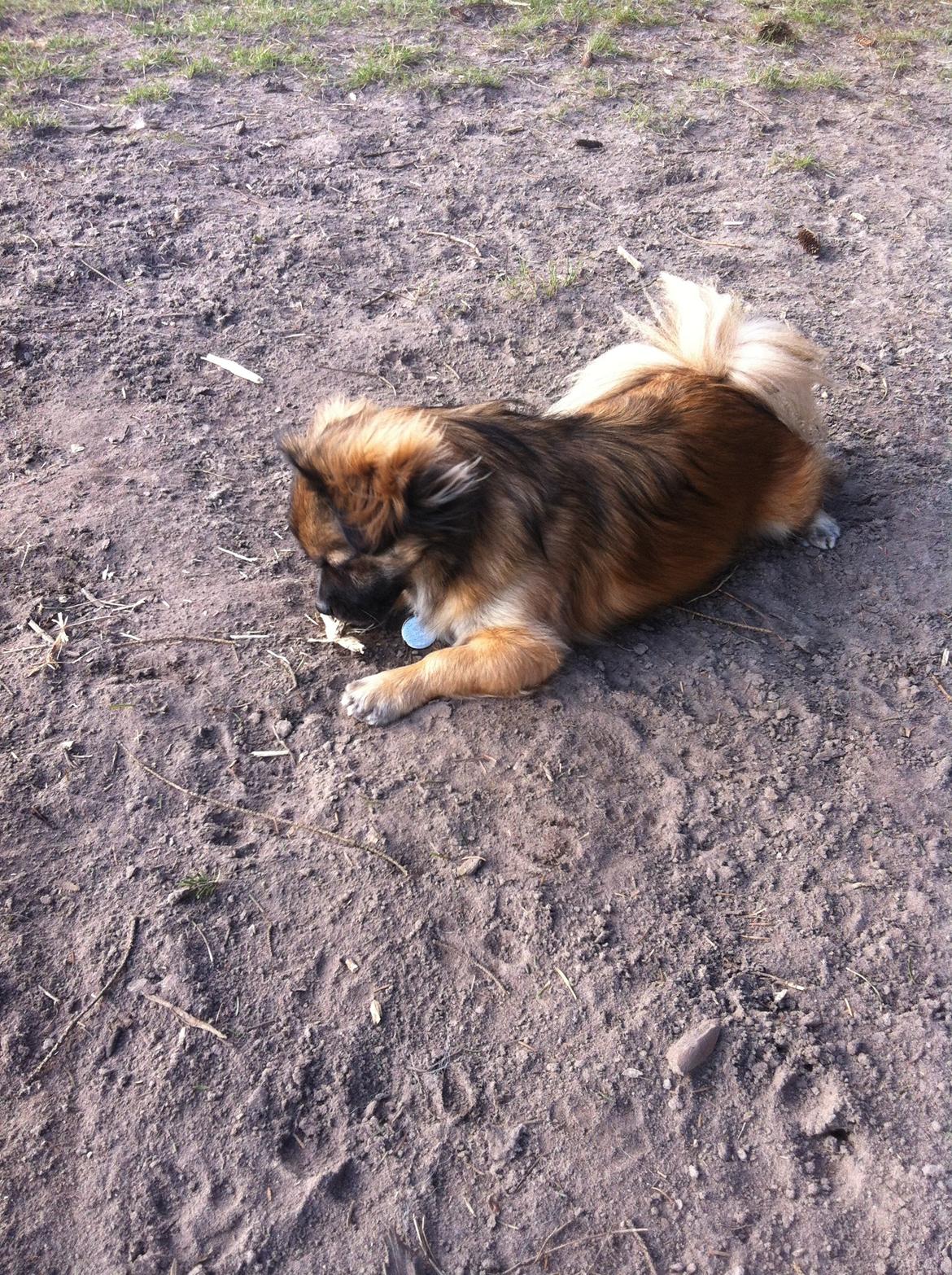 Blanding af racer Milo billede 6