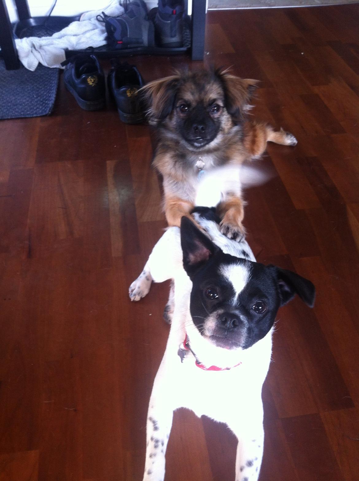 Blanding af racer Milo billede 8